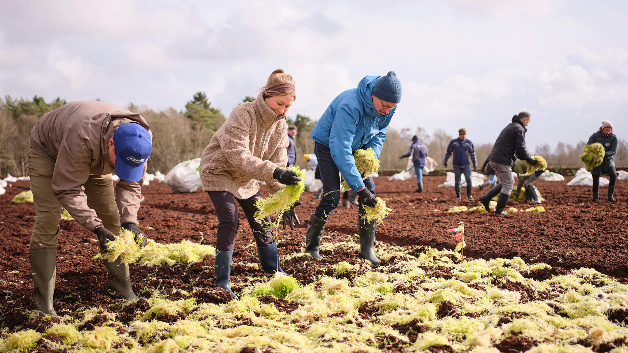 Klimaschutzprojekt von DACHSER, myclimate und ZukunftMoor in Niedersachsen.