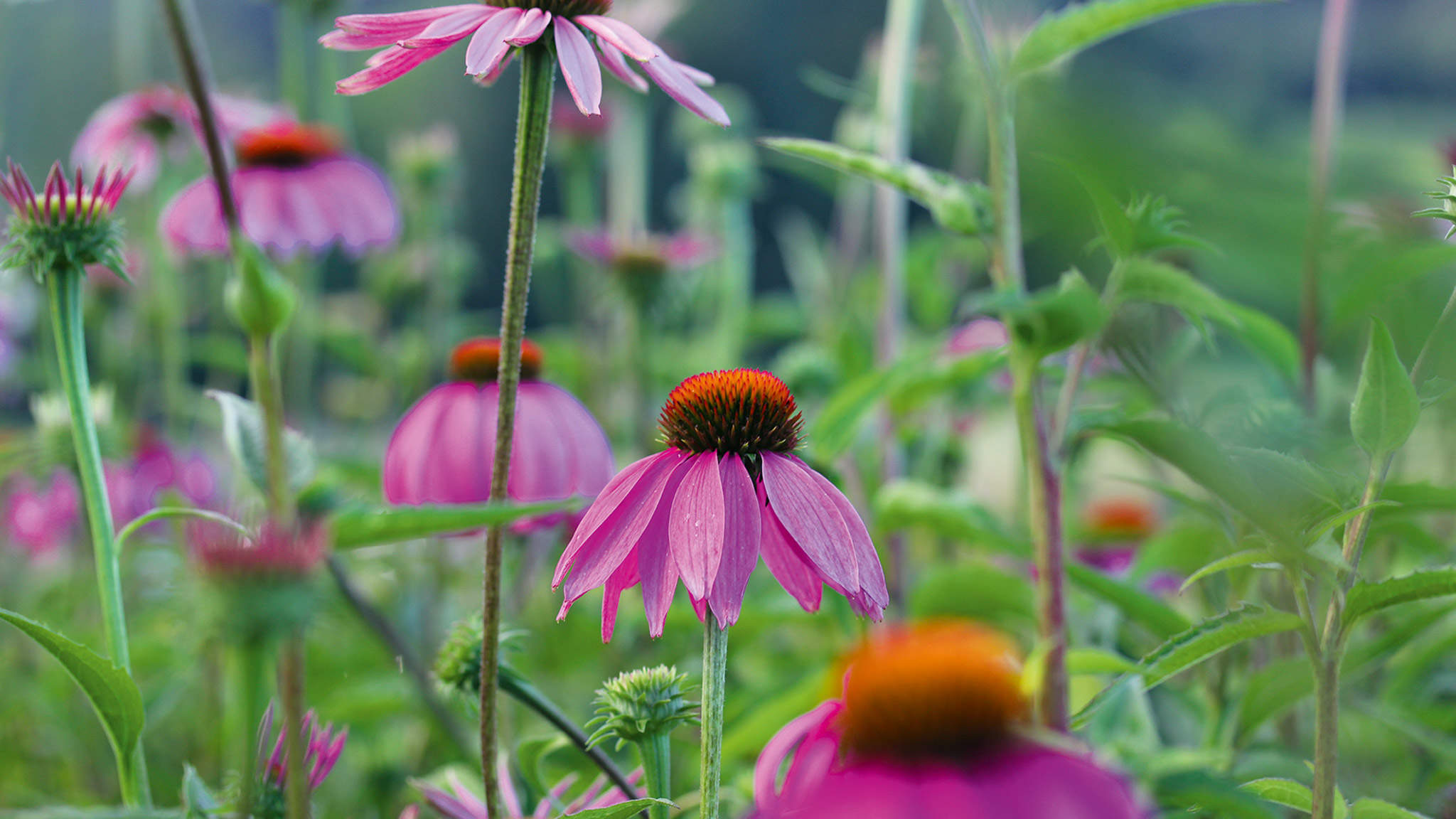 Der Purpur-Sonnenhut (Echinacea purpurea) gehört zu den Korbblütlern. Er stärkt das Immunsystem. Der Purpur-Sonnenhut (Echinacea purpurea) gehört zu den Korbblütlern. Er stärkt das Immunsystem.