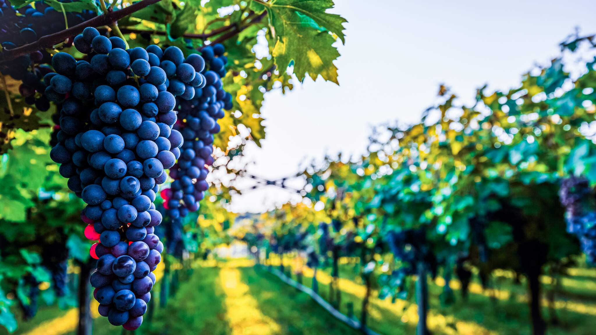 DACHSER bietet integrierte End-to-End-Supply-Chains f&uuml;r die Wein- und Spirituosenbranche.